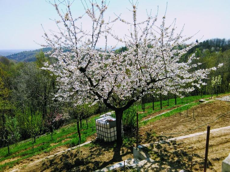 Hotel Il Pettirosso Castellamonte Zewnętrze zdjęcie